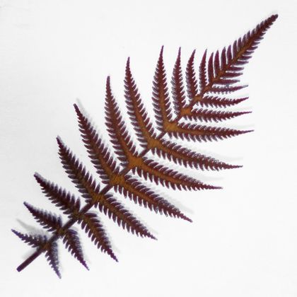 Ironweed - Rust Fern